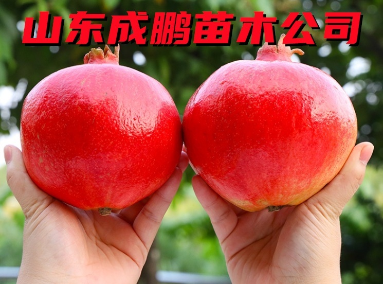 蒙陽紅石榴