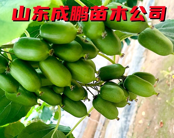 龍成2號軟籽獼猴桃
