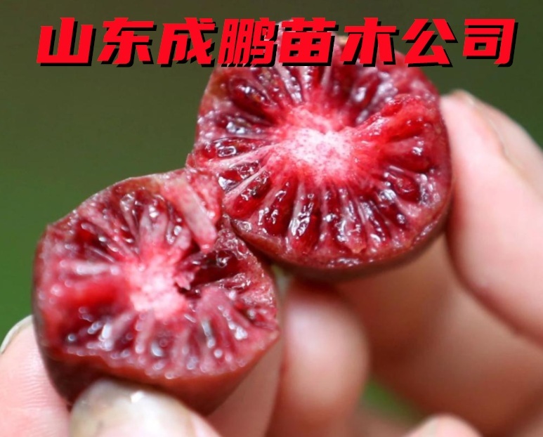 赤焰軟棗獼猴桃