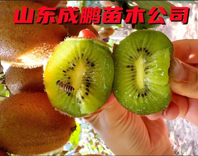 徐香獼猴桃