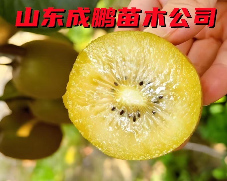 .黃心獼猴桃