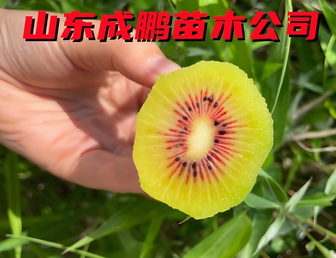 紅陽獼猴桃