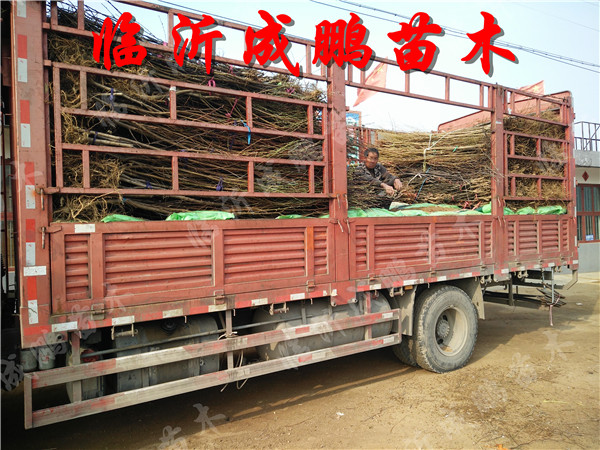 果樹(shù)苗裝車(chē)