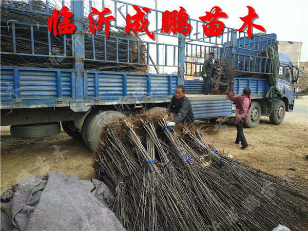 果樹(shù)苗裝車(chē)